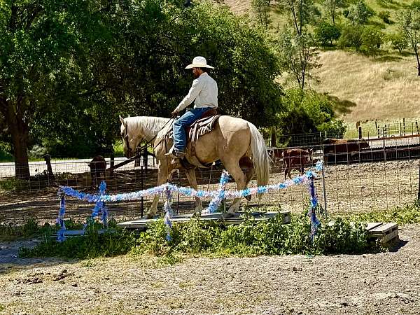 western-riding-quarter-horse