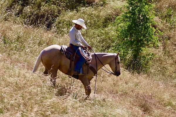 palomino-quarter-horse-gelding