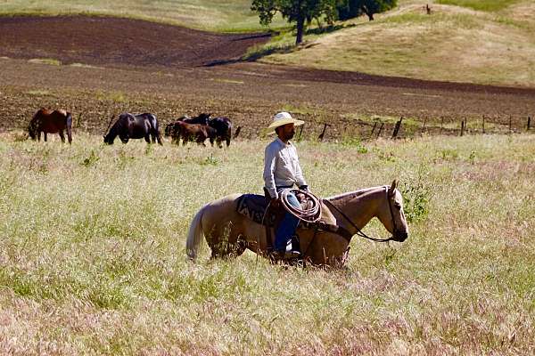 working-quarter-horse
