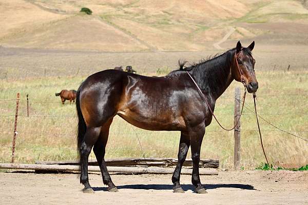 all-around-quarter-horse