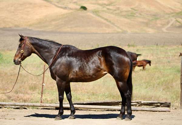 athletic-quarter-horse