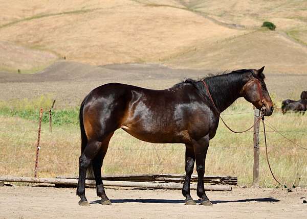 endurance-quarter-horse