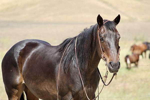 flashy-quarter-horse