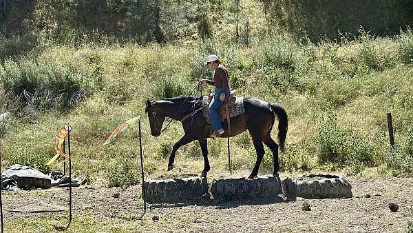 husband-safe-quarter-horse