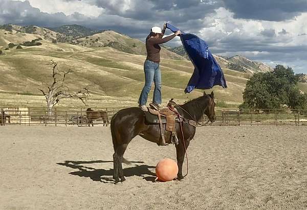 ranch-quarter-horse