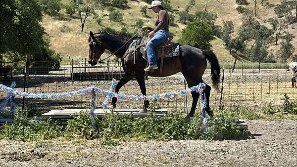 ranch-versatility-quarter-horse