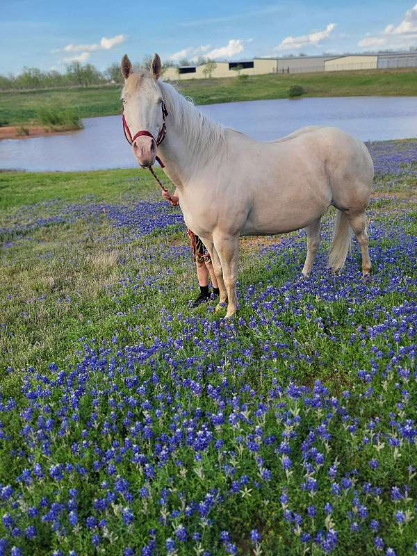 cremello-ridden-western-pony