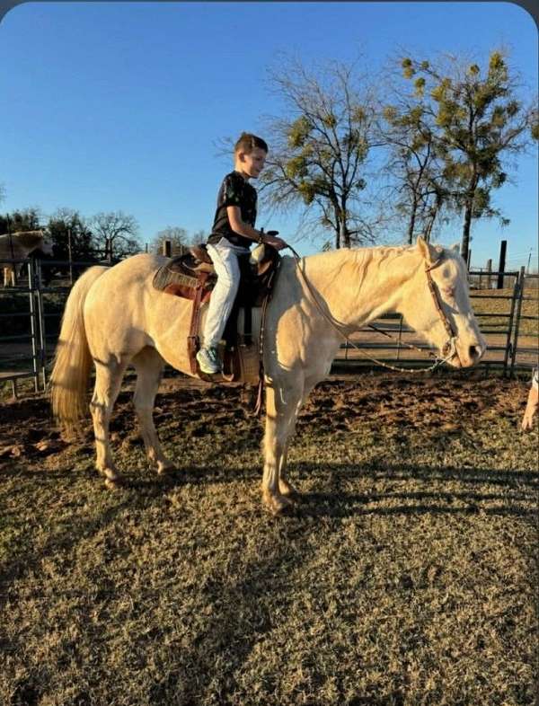 cremello-trail-pony