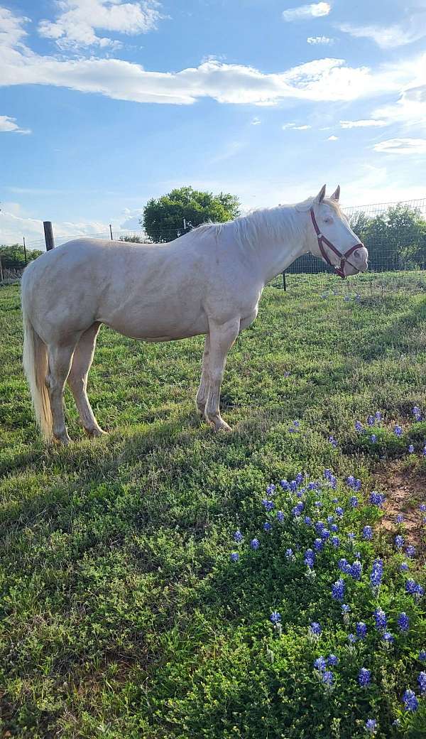 cremello-trail-riding-pony