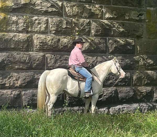 cremello-western-riding-pony