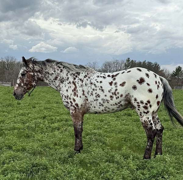 leopard-appaloosa-horse