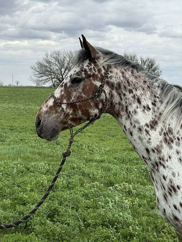 bay-leopard-appaloosa-horse