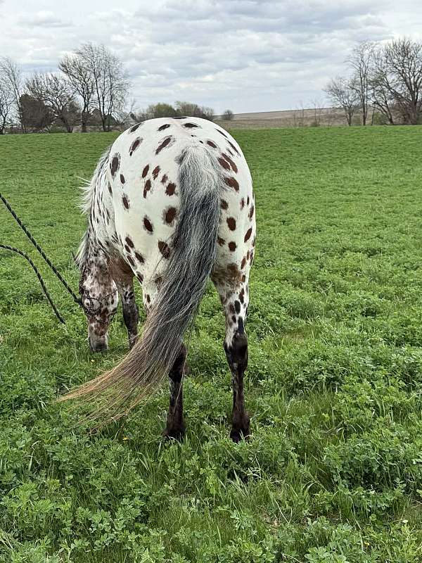 all-around-appaloosa-horse