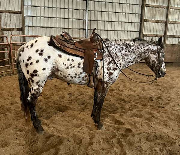 athletic-appaloosa-horse