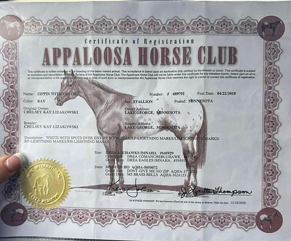 husband-safe-appaloosa-horse