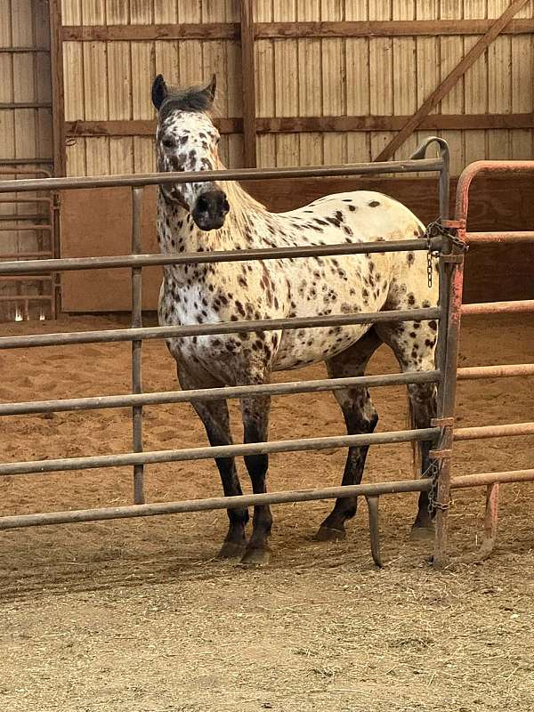 endurance-appaloosa-horse