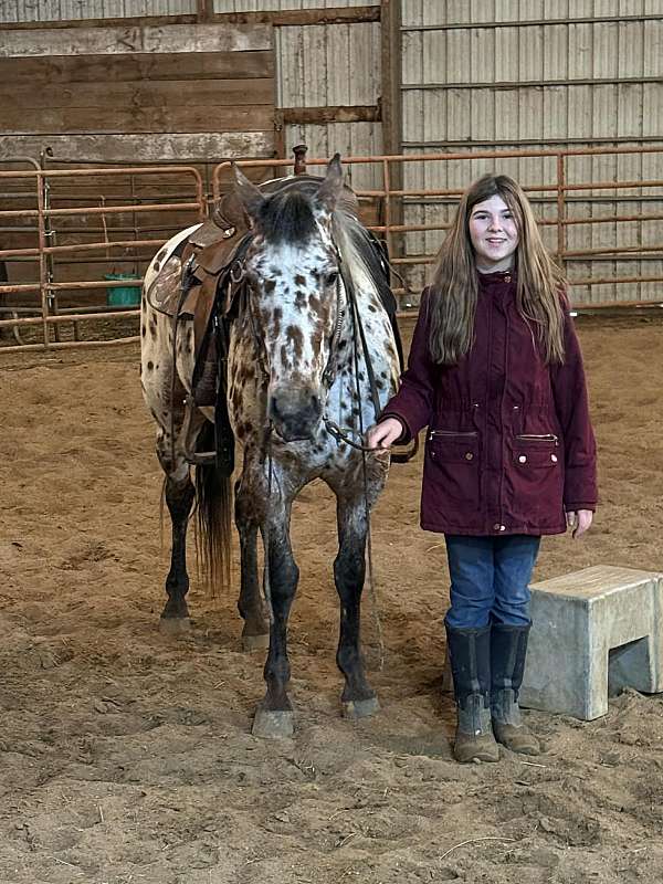 flashy-appaloosa-horse