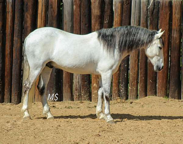 all-around-andalusian-horse