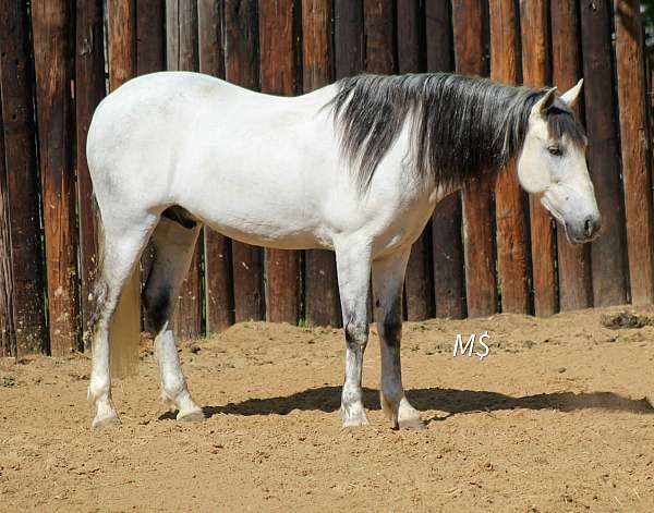 athletic-andalusian-horse