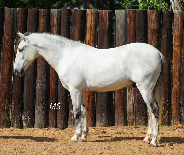 flashy-andalusian-horse