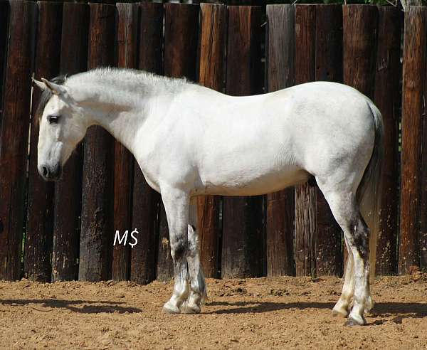 ranch-andalusian-horse