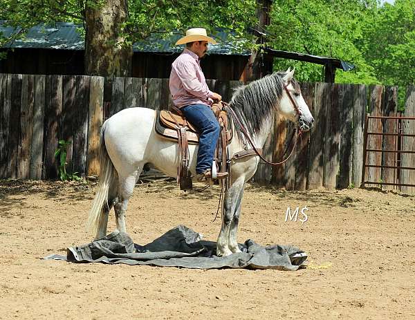 ranch-versatility-andalusian-horse