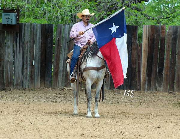 ranch-work-andalusian-horse