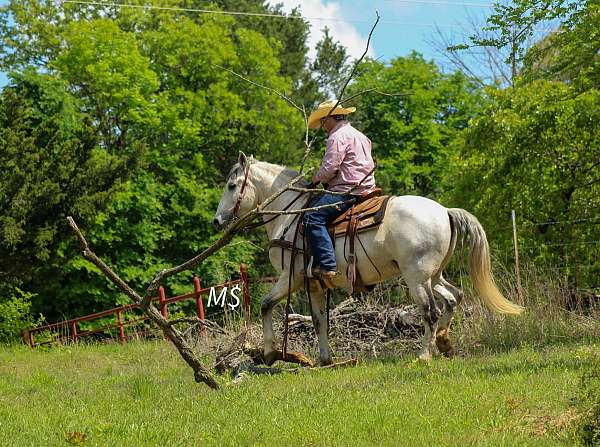 ridden-western-andalusian-horse