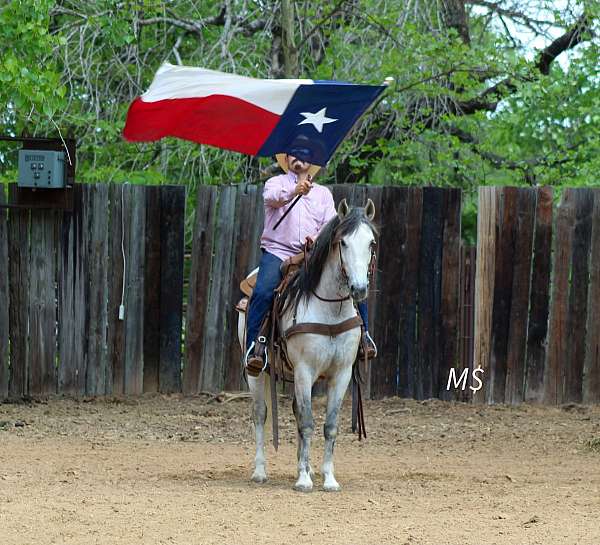 roping-andalusian-horse