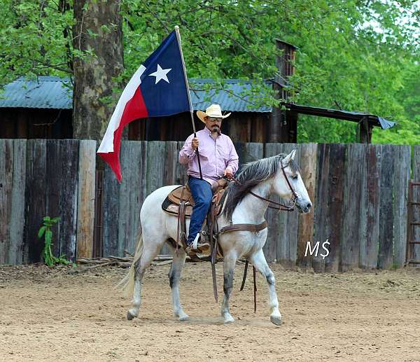 trail-andalusian-horse