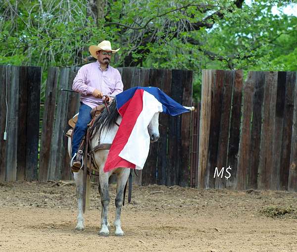 trail-riding-andalusian-horse