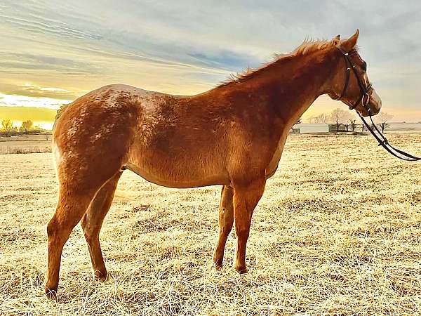 red-dun-blanket-pony
