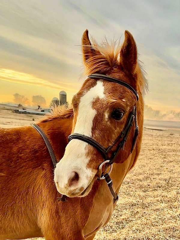 show-j-poa-pony