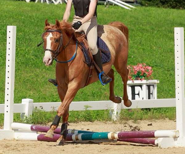 red-dun-endurance-pony