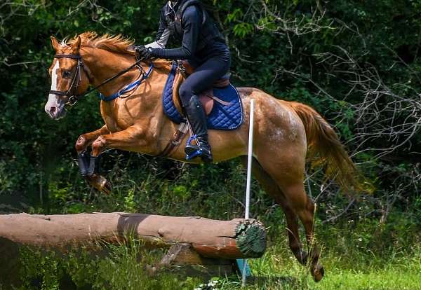 red-dun-equitation-pony