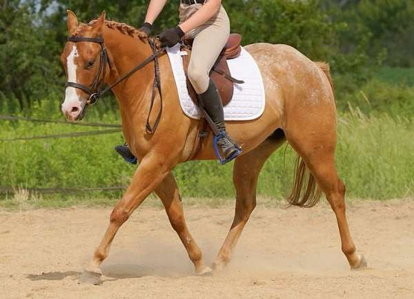 red-dun-hunt-seat-equitation-pony