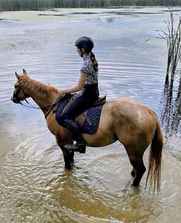 red-dun-poa-gelding