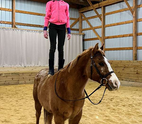 red-dun-hunter-under-saddle-pony