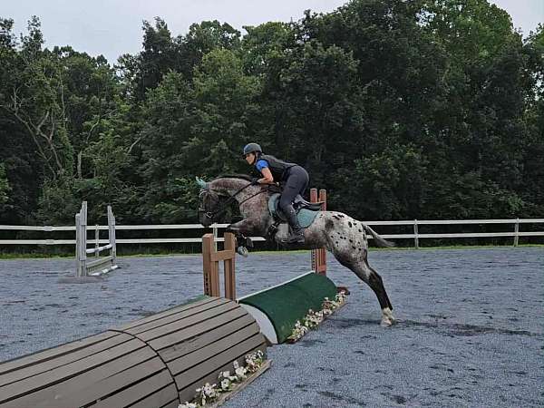 working-equitation-appaloosa-pony