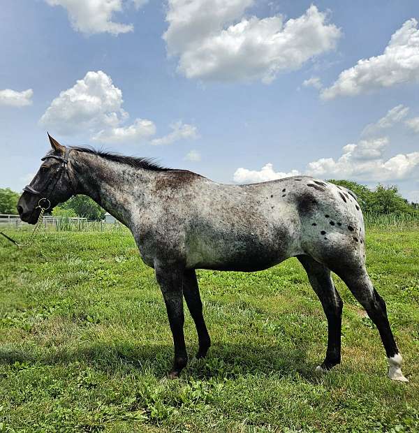 all-around-appaloosa-pony