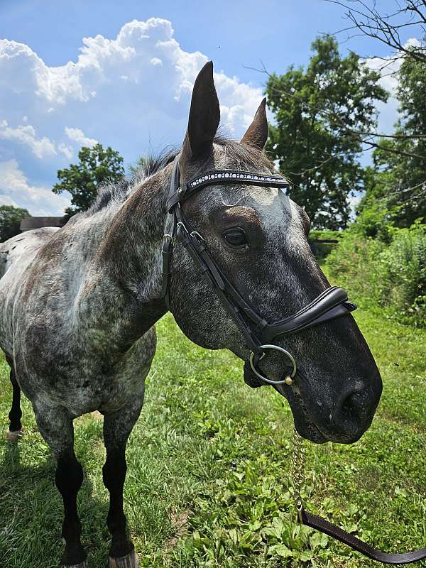 athletic-appaloosa-pony