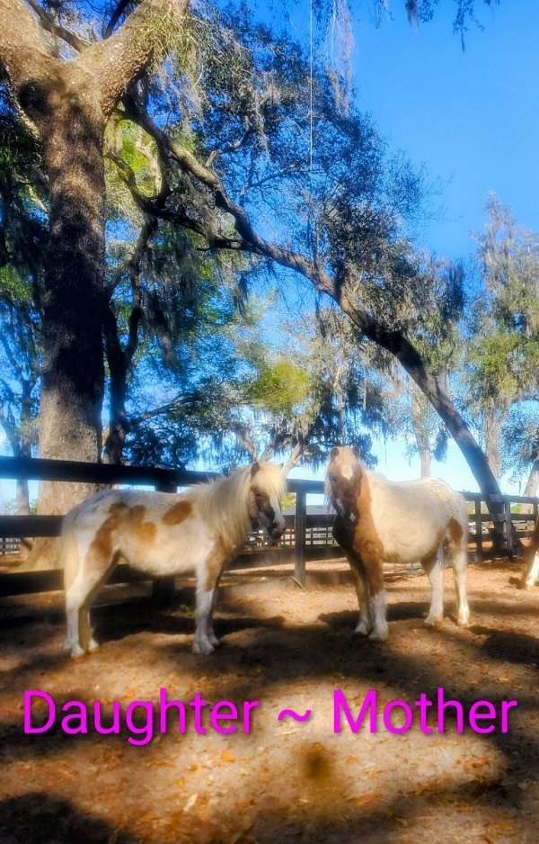 donkey-unborn-foal