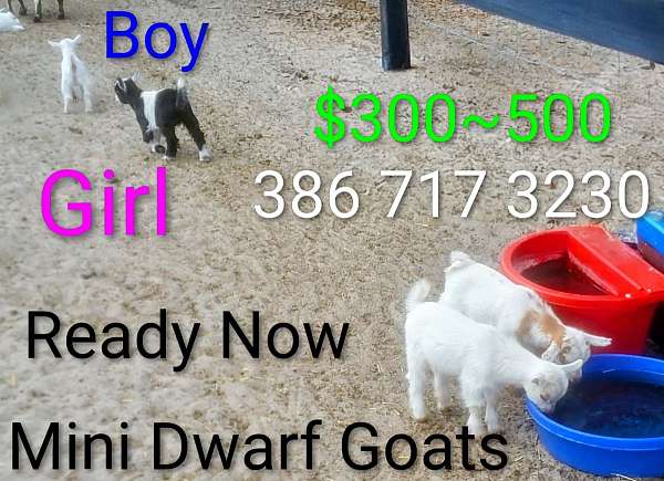 donkey