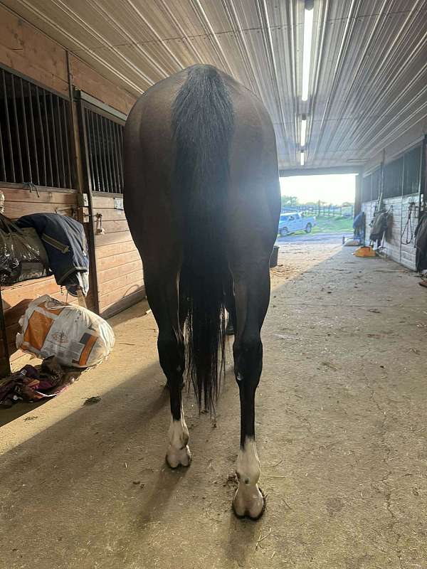 bay-yes-horse