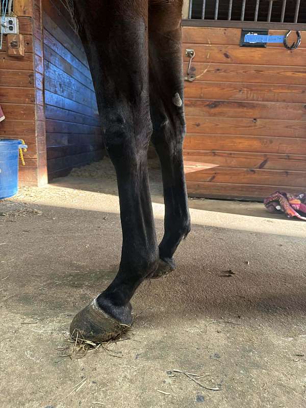 chips-thoroughbred-horse