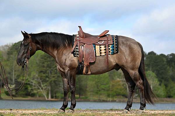 aqha-quarter-horse