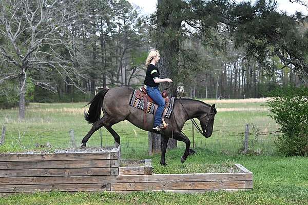 grulla-quarter-horse