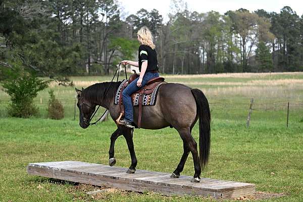 gelding-quarter-horse