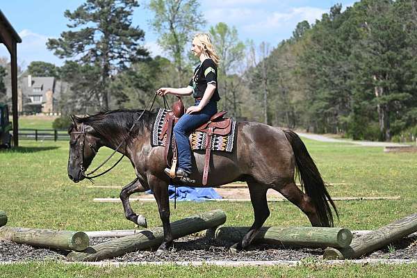 all-around-quarter-horse