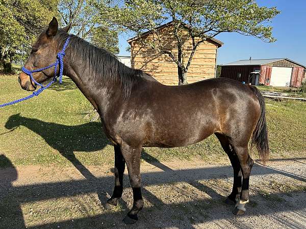 bay-back-right-sock-horse